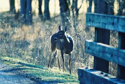 deer on the side of the road in cades cove