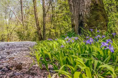 porters creek trail in the smoky mountains