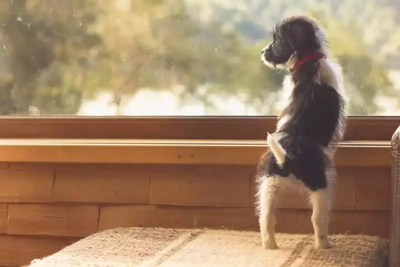 dog in a cabin