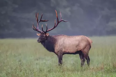 elk