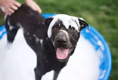 dog bath