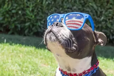 4th of july dog