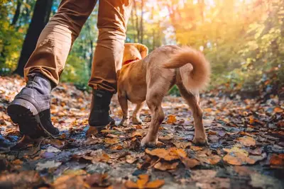 hiking dog