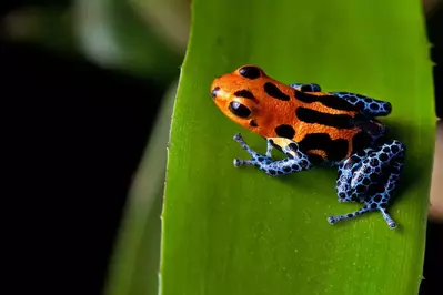 poison dart frog