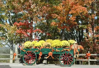 dogwood wagon