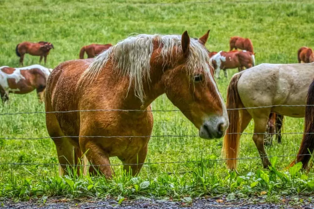 horses in the smoky mountains