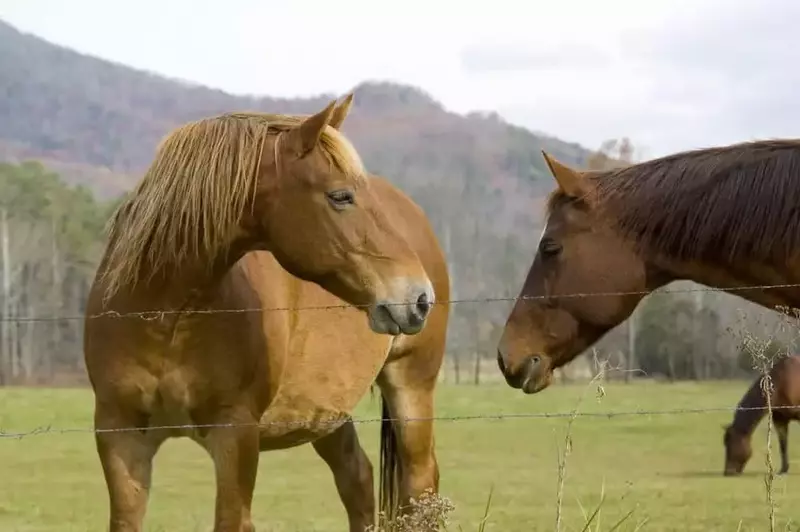 horses