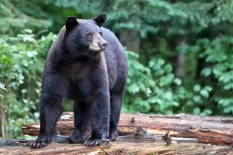 black bear in the woods