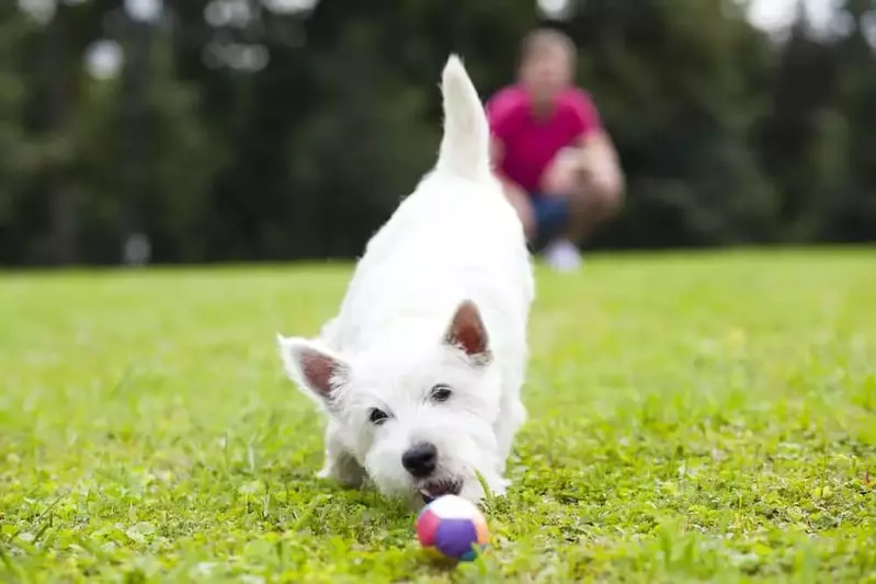 Man Playing fetch with dog in the park