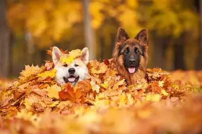 dogs enjoying pet friendly Galtinburg cabin vacation