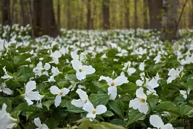 white trillium field of flowers