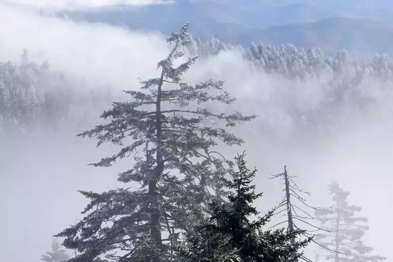 Tree from Clingmans Dome covered in snow and fog