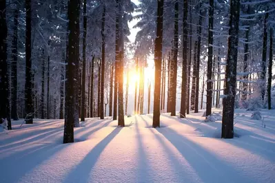 Sun peeking through the trees in the forest