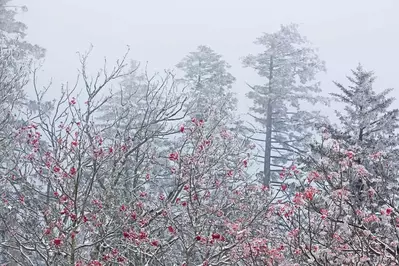 Snow covering trees in the Smokies