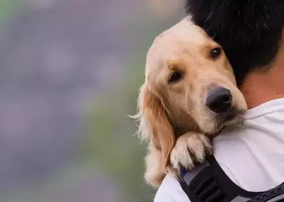 dog and owner looking out at the scenic Smoky Mountains