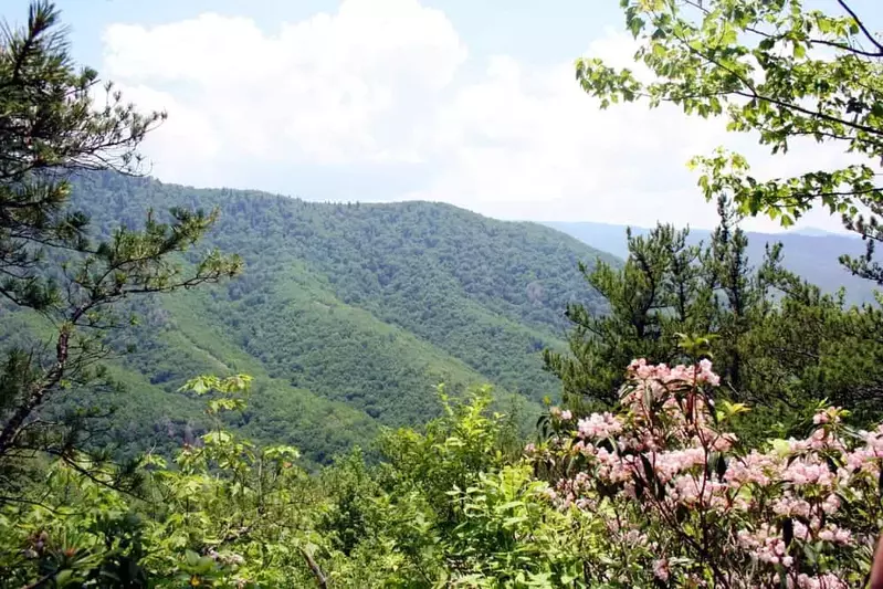 spring in the smokies