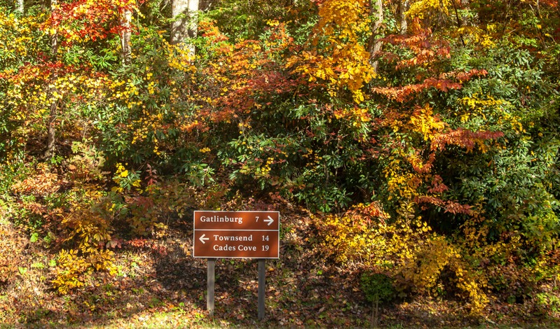 smokies in the fall